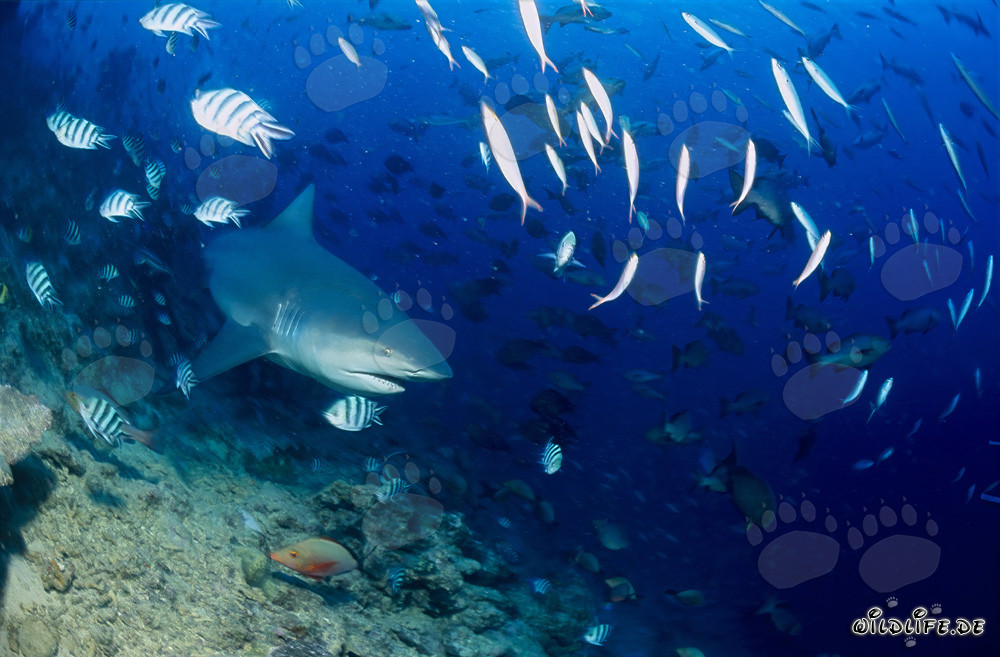 Requin taureau fascinant explorant le récif dans les eaux de Beqa Lagoon, Fidji