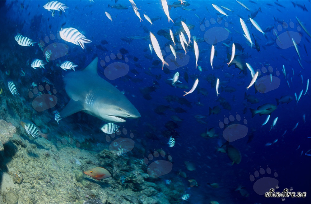 Affascinante squalo toro che esplora la barriera corallina nelle acque di Beqa Lagoon, Figi
