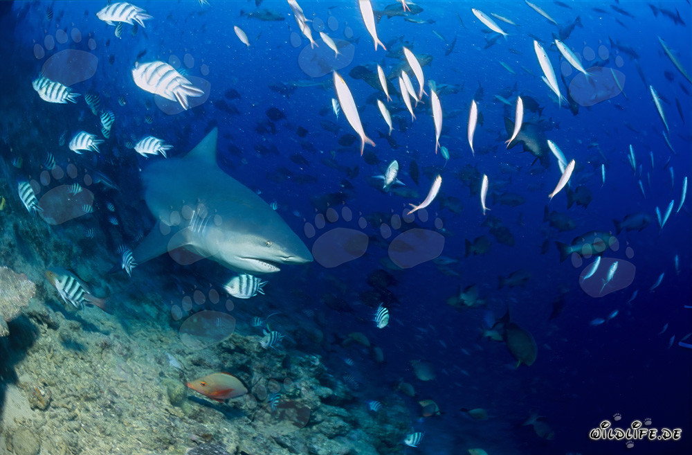 Fascinante tiburón toro explorando el arrecife en las aguas de Beqa Lagoon, Fiji
