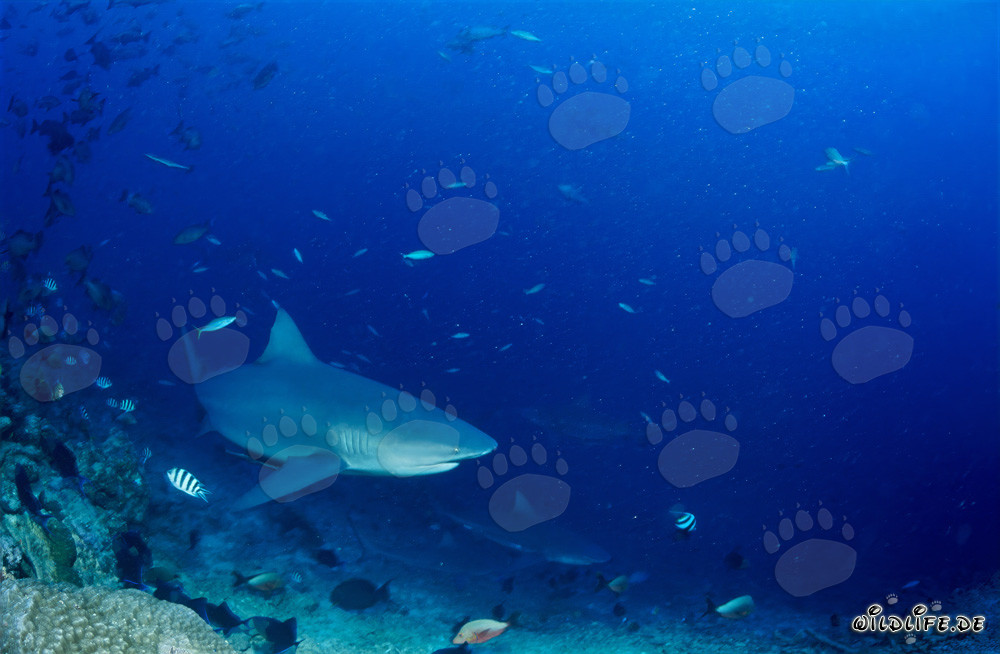 Impressive Bull Sharks at the Reef Edge