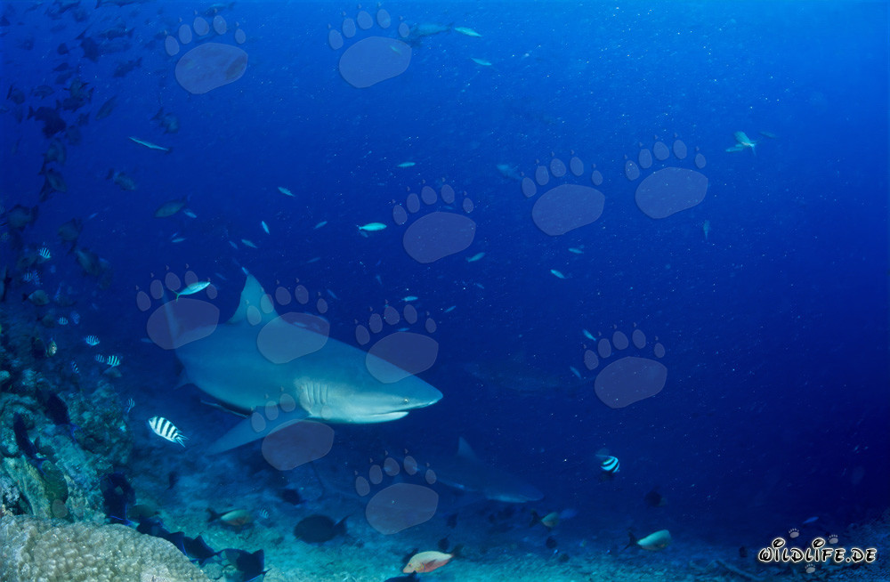Impressionnants requins taureaux au bord du récif