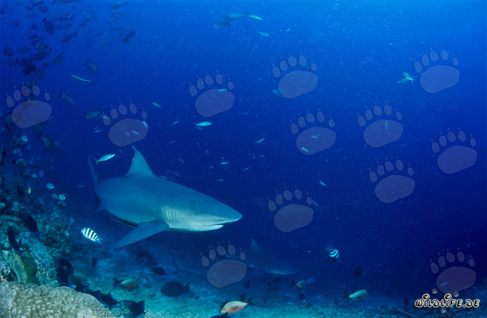 Impresionantes tiburones toro en el borde del arrecife
