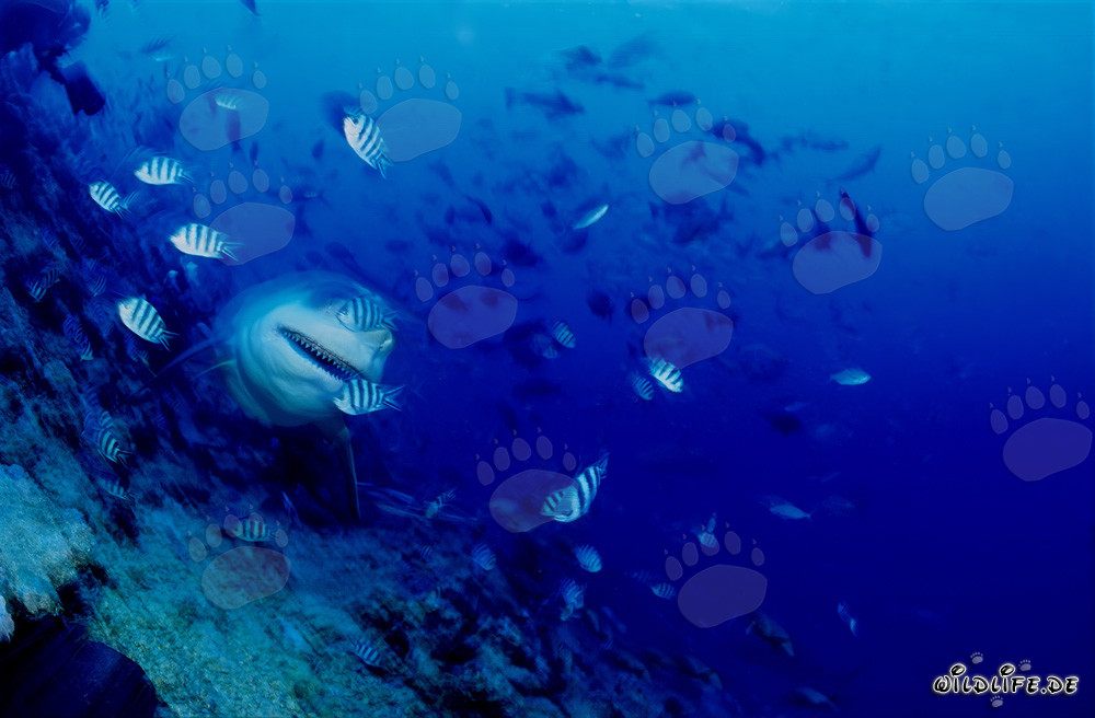 Impressive Bull Shark on the reef slope in Beqa Lagoon on Vitu Levu, Fiji