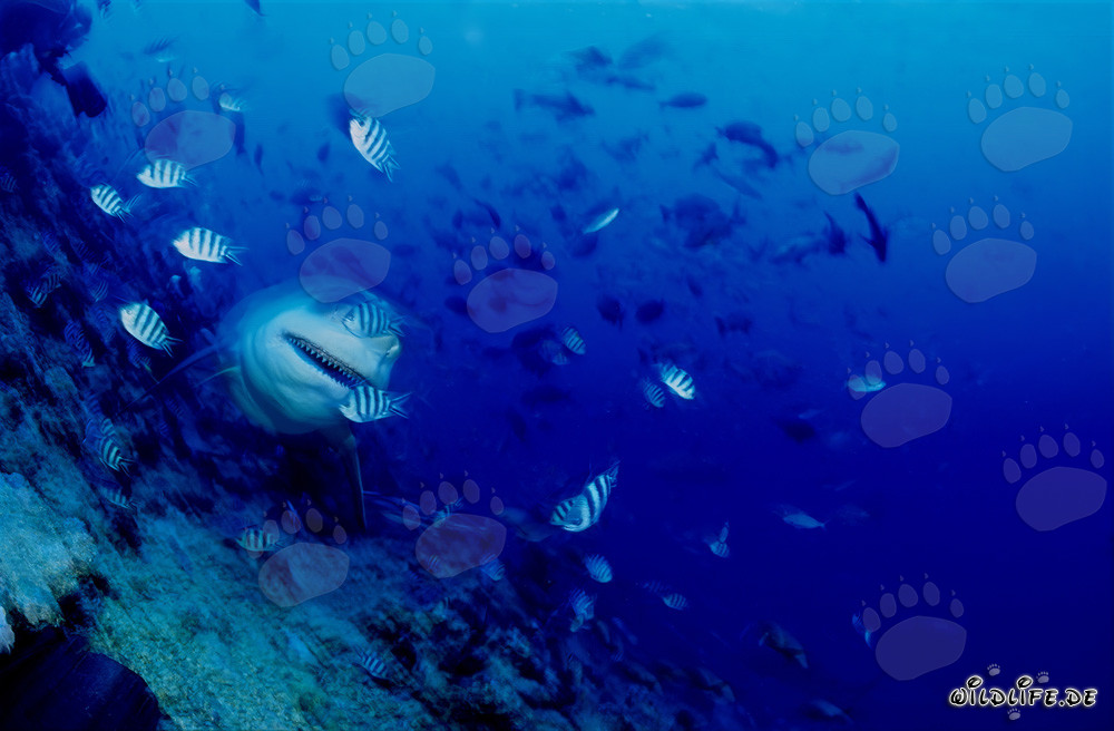 Requin taureau impressionnant sur le récif en pente de la lagune de Beqa à Vitu Levu, Fidji