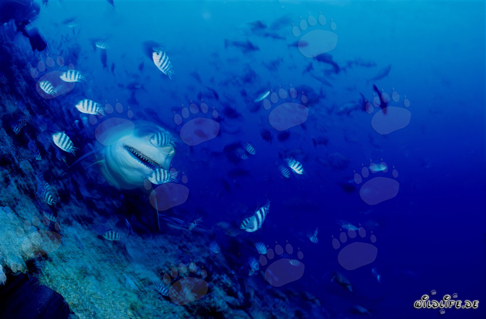 Impresionante tiburón toro en el arrecife en pendiente de la laguna de Beqa en Vitu Levu, Fiyi