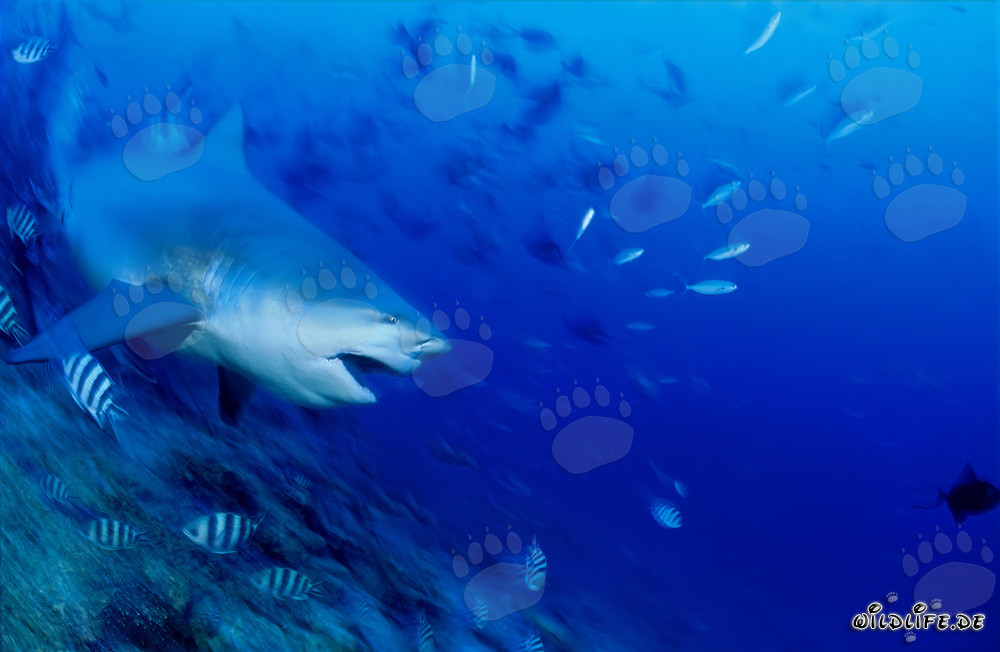 Bull Shark - Majestic Sea Creature on a Dive