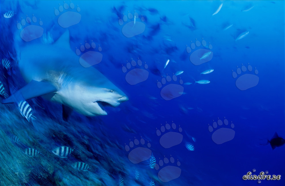 Squalo toro - maestoso abitante marino in immersione