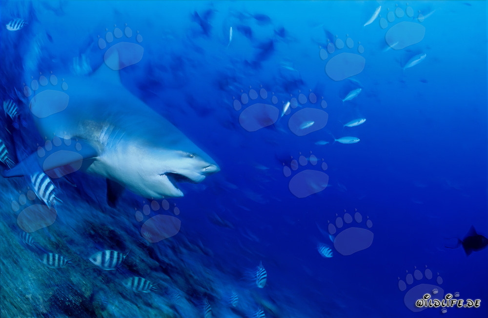 Tiburón toro - majestuoso habitante marino en inmersión