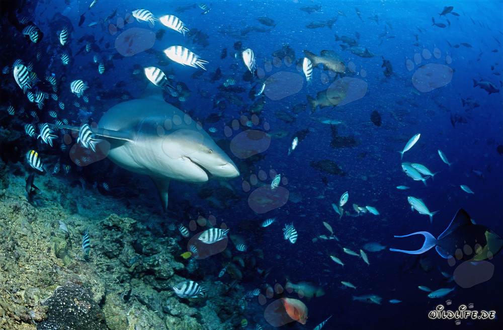 Bull shark swimming gracefully towards open water