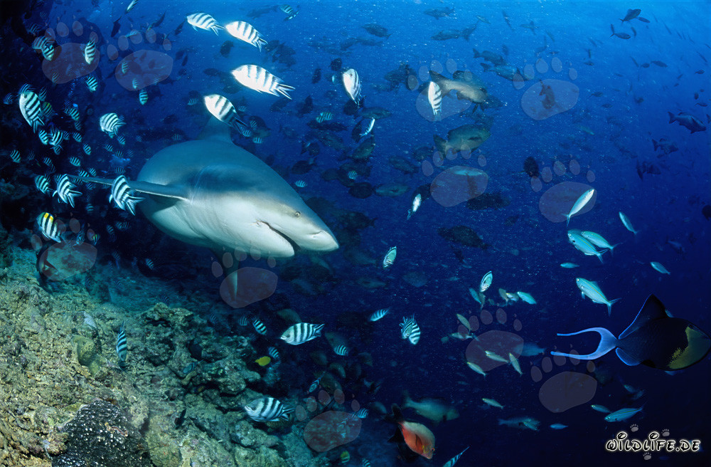 Requin taureau nage majestueusement vers l'océan ouvert