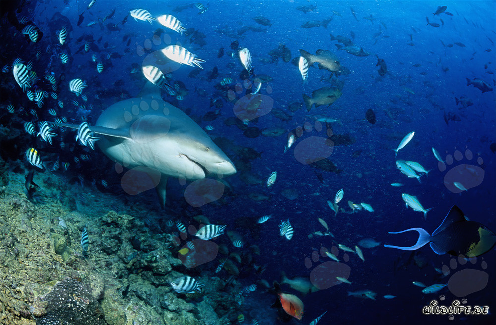 Tiburón toro nada majestuosamente hacia aguas abiertas