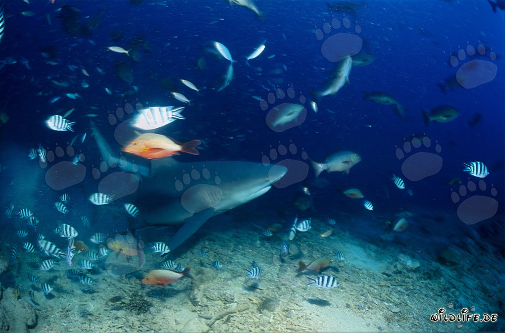 Fascinating bull shark swimming along the colorful reef