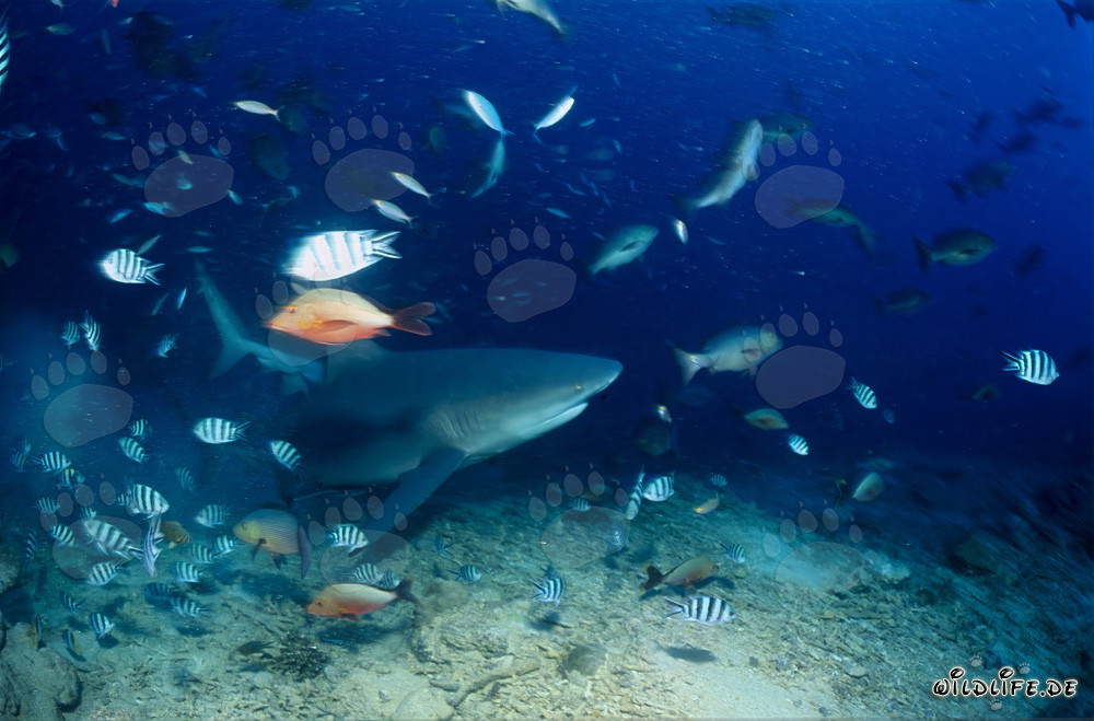 Faszinierender Bullenhai schwimmt am farbenfrohen Riff entlang