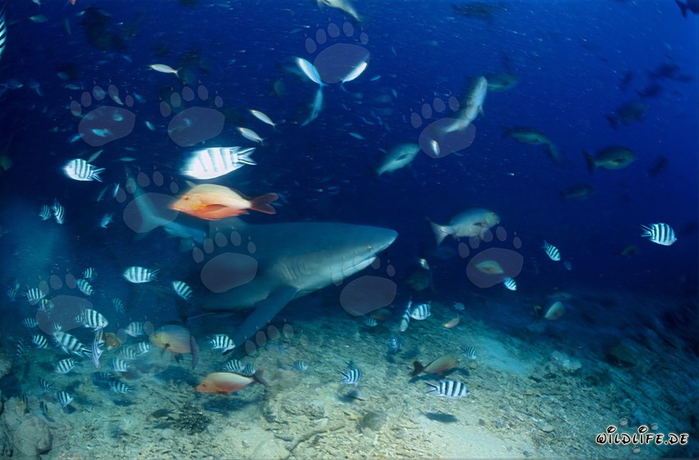 Requin taureau fascinant nage le long du récif coloré