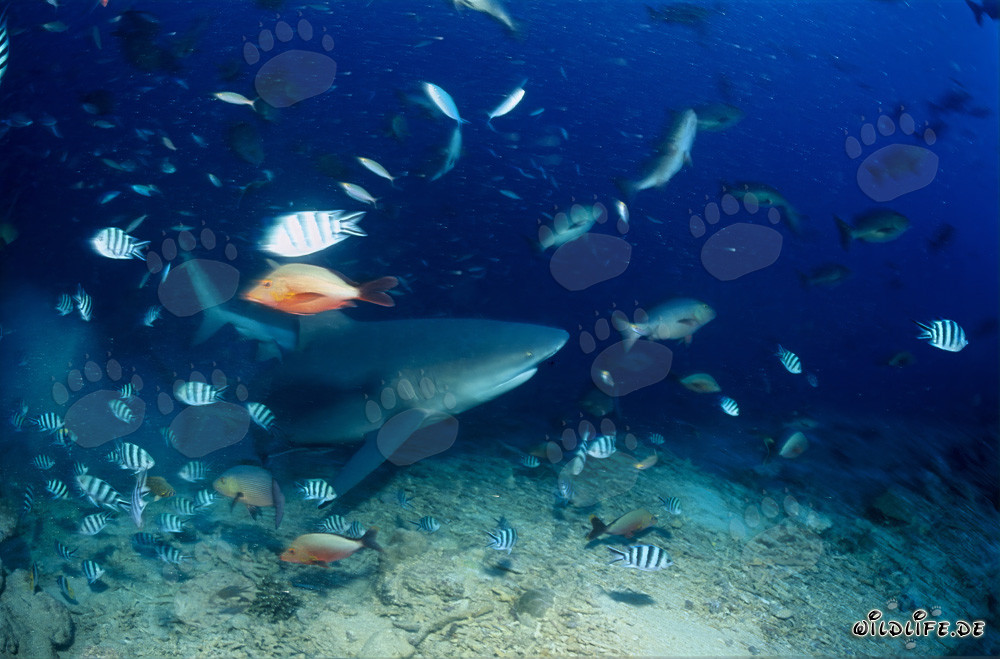 Affascinante squalo toro nuota lungo la colorata barriera corallina