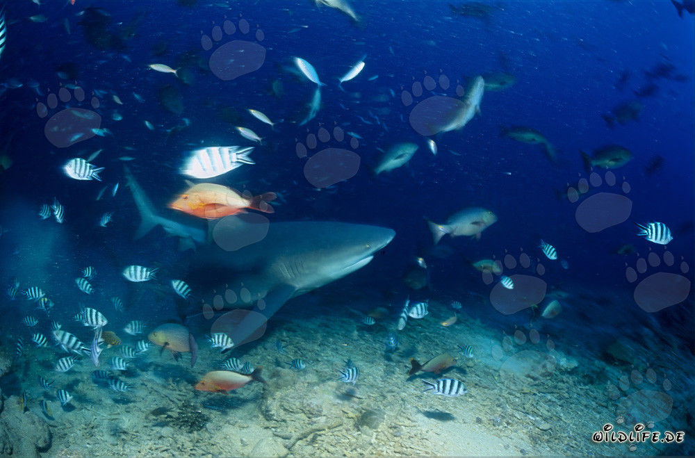 Tiburón toro fascinante nada a lo largo del colorido arrecife