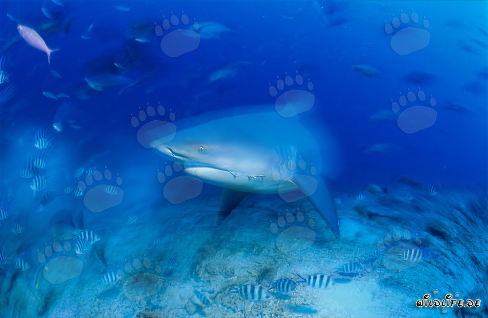 Majestic Bull Shark at the colorful reef of Beqa Lagoon, Fiji