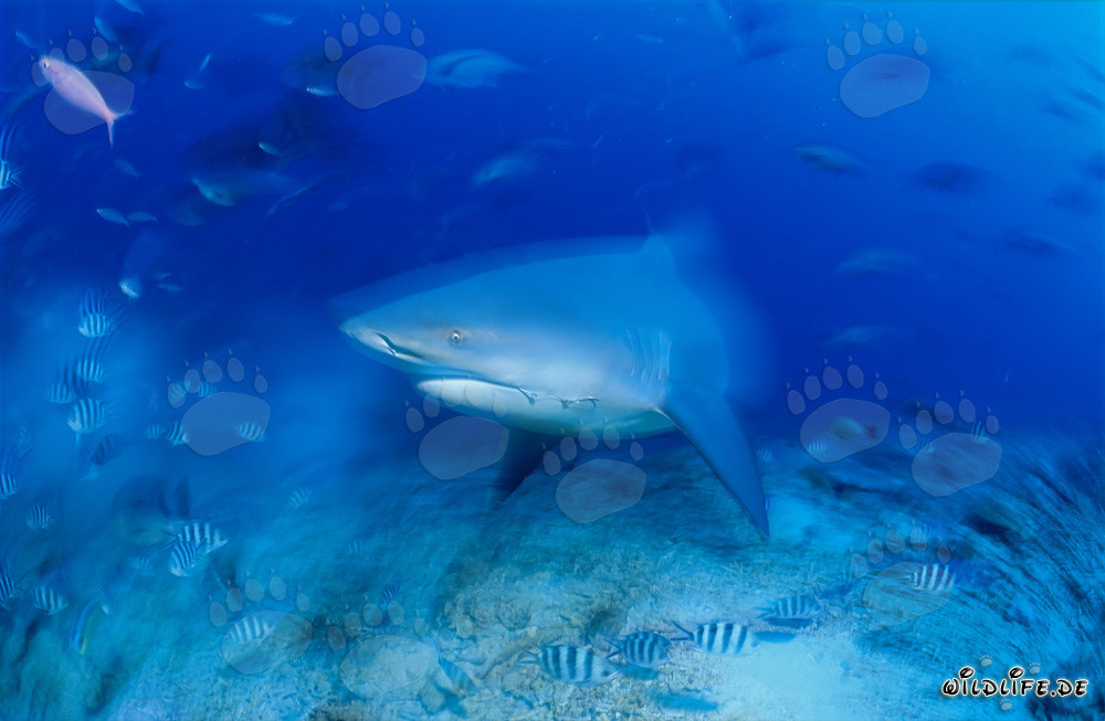 Requin taureau majestueux sur le récif coloré de Beqa Lagoon, Fidji