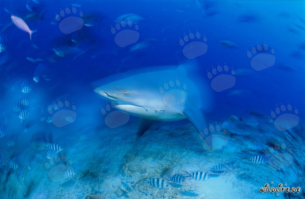 Tiburón toro majestuoso en el colorido arrecife de Beqa Lagoon, Fiji