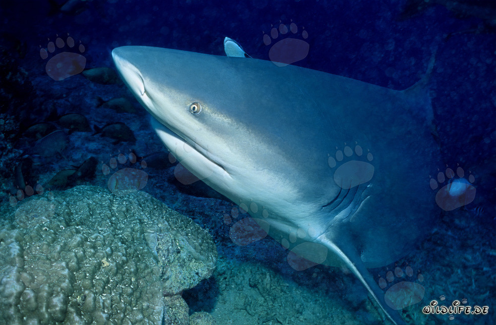 Impressive portrait of a bull shark