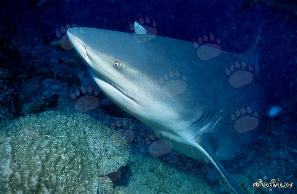 Portrait imposant d'un requin taureau