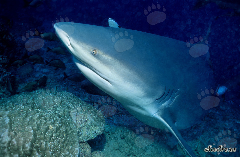 Retrato imponente de un tiburón toro