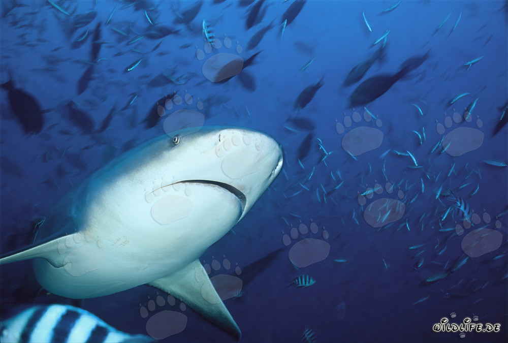 Impressive Underside of the Bull Shark - Majestic Marine Creatures