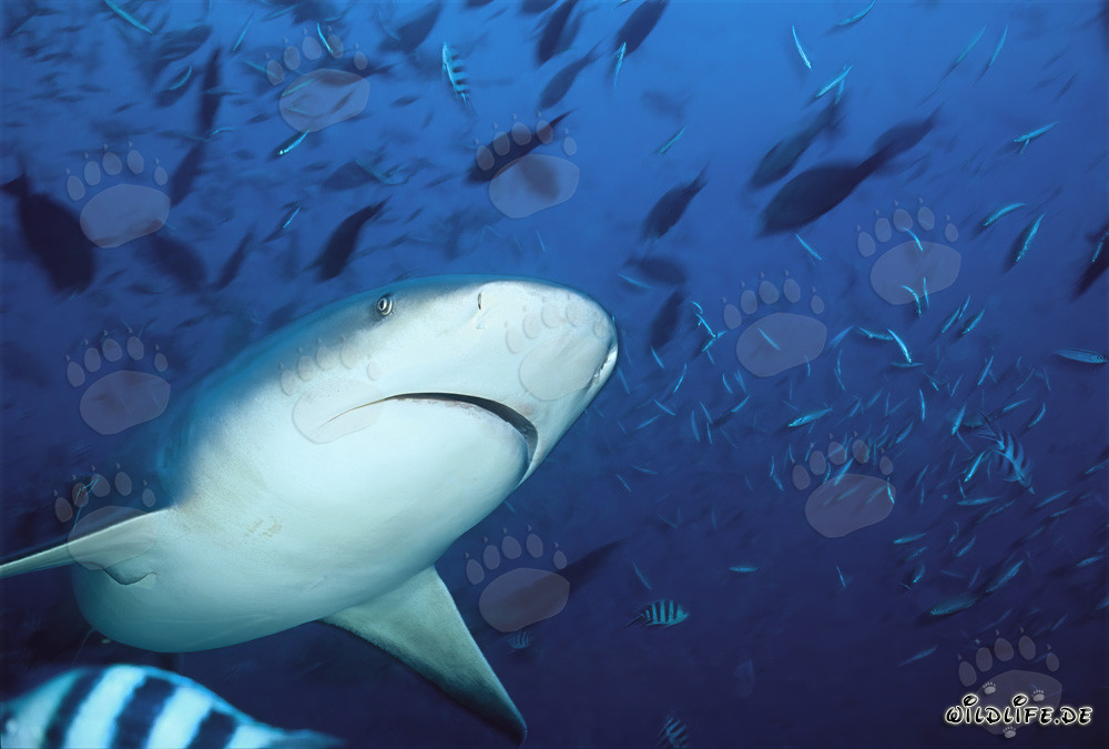 Sous-page impressionnante du requin taureau - Majestueux habitants des mers