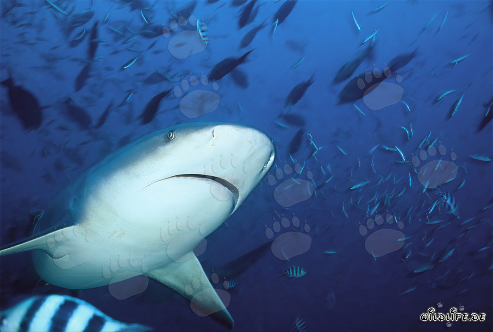 Impresionante página secundaria del tiburón toro - Majestuosos habitantes marinos