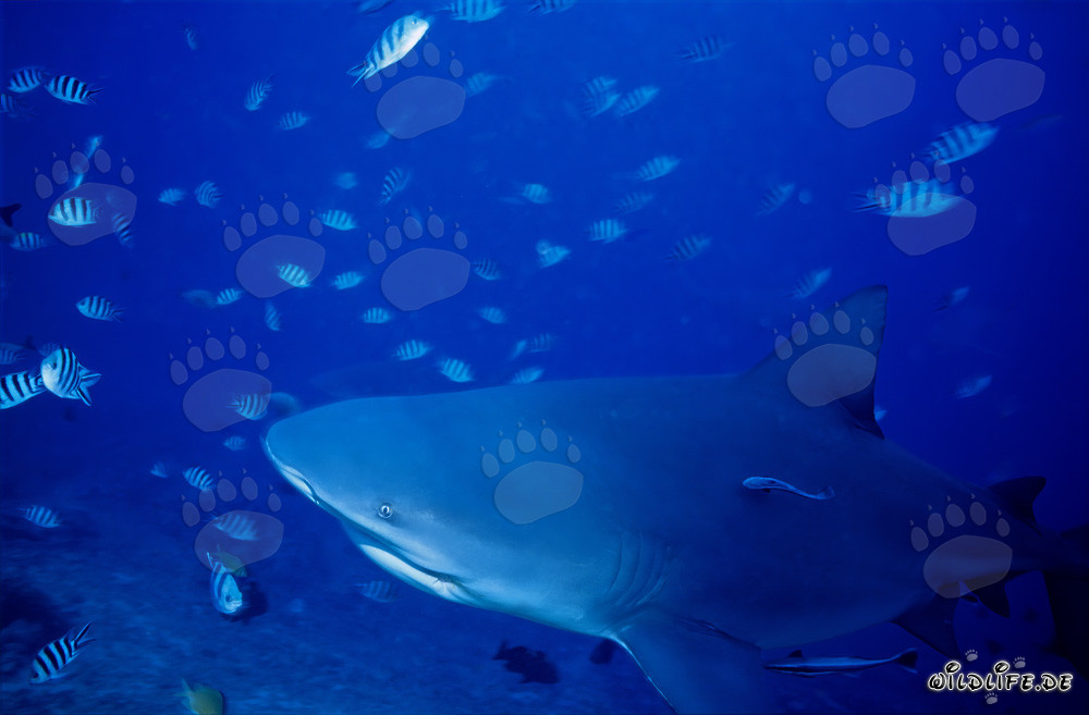 Bull Shark approaching the Reef