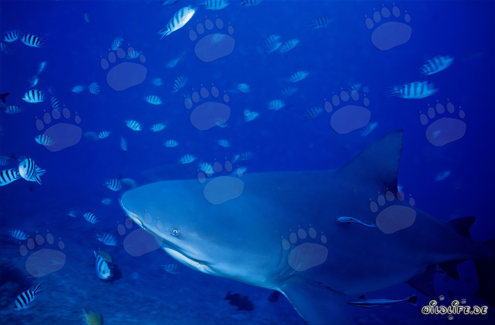 Requin taureau en route vers le récif