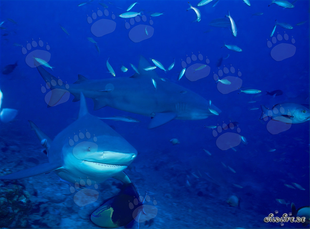 Majestic Bull Sharks on the Reef