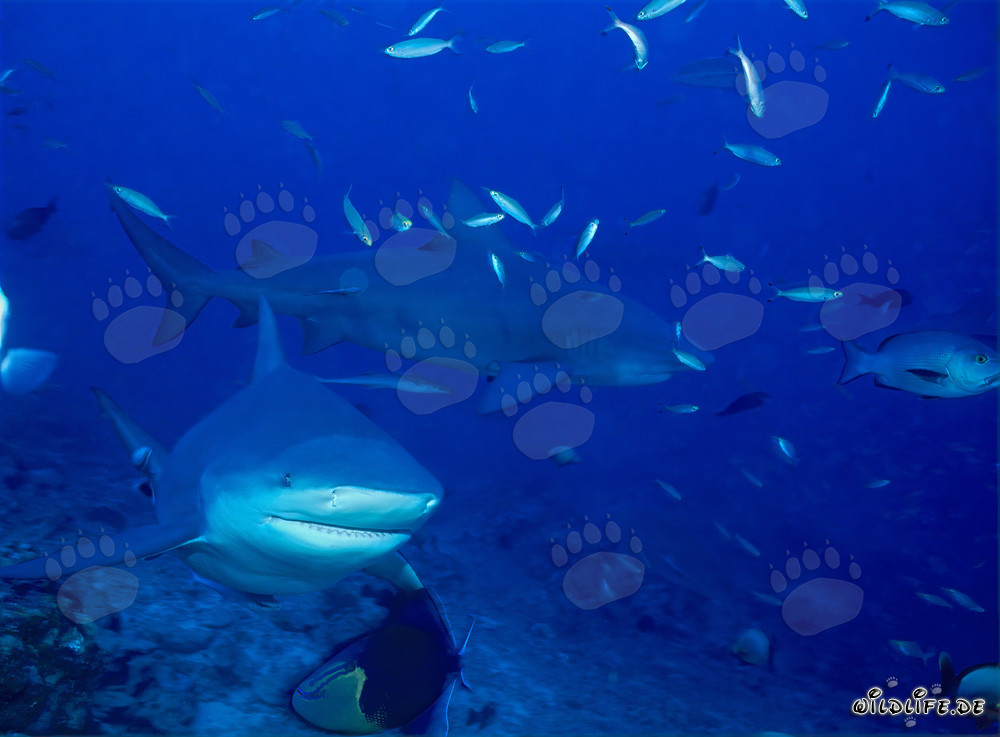 Tiburones toro majestuosos en el arrecife