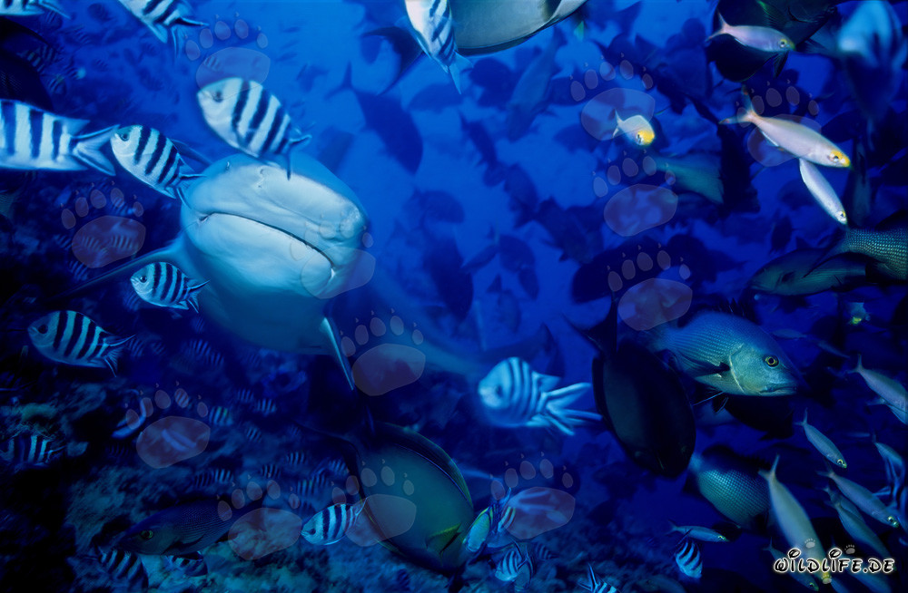 Fascinating Close-Up of a Bull Shark