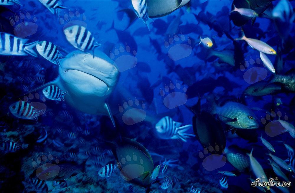 Requin taureau fascinant en gros plan