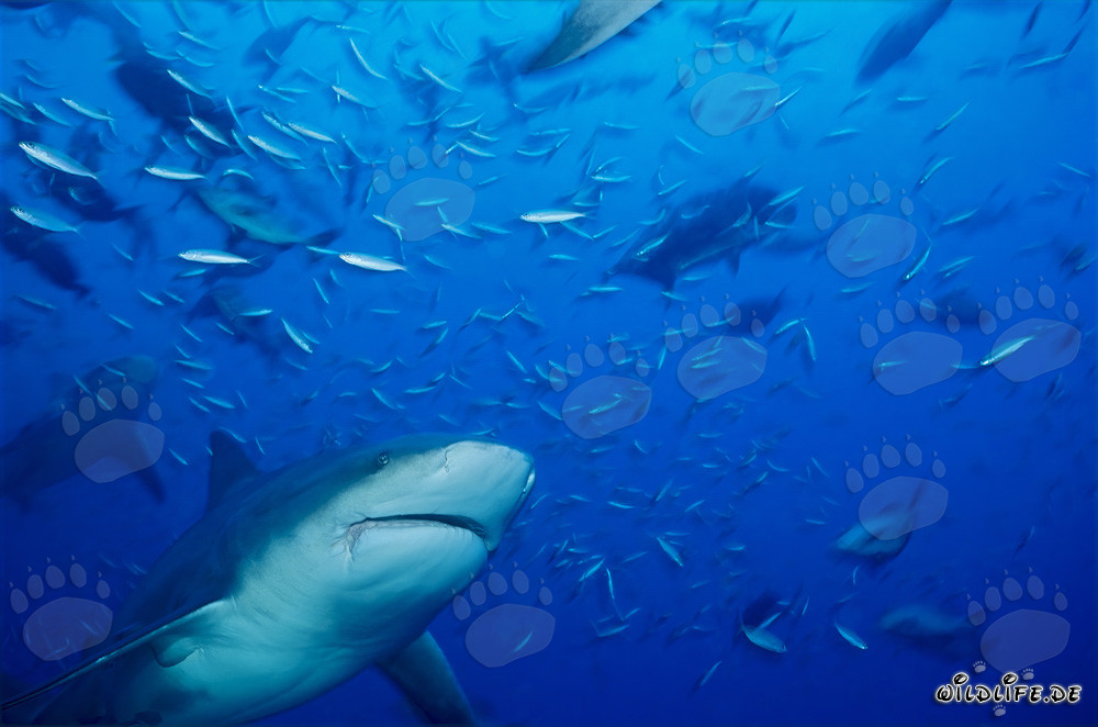 Bull Shark surrounded by reef fish