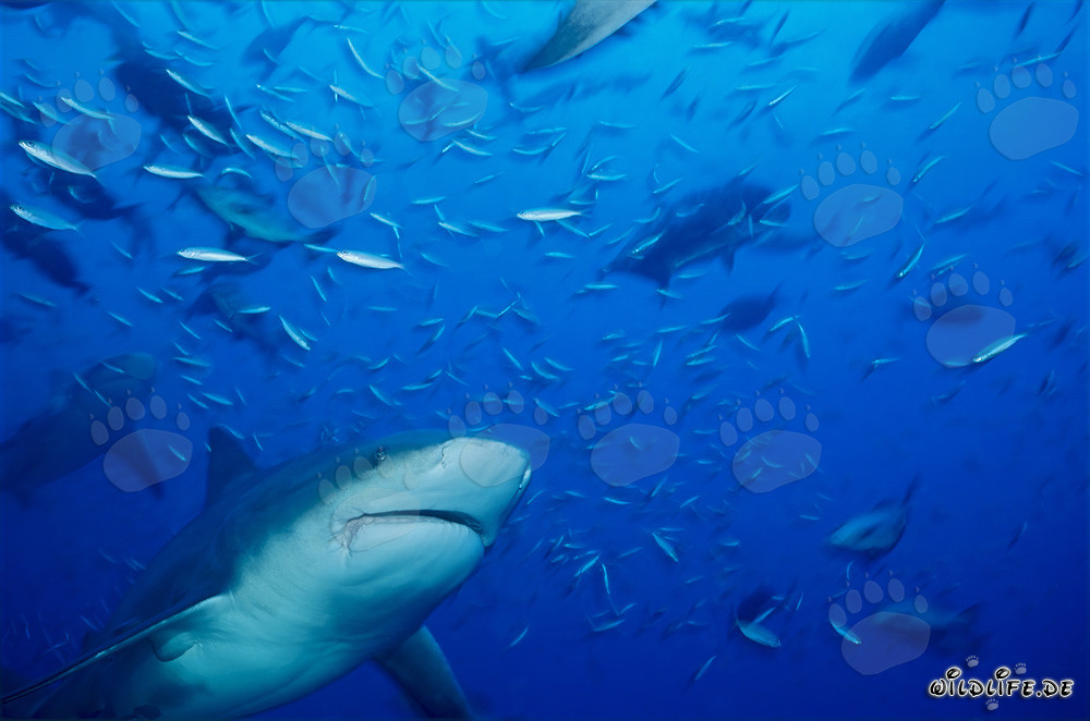 Bullenhai umgeben von Rifffischen