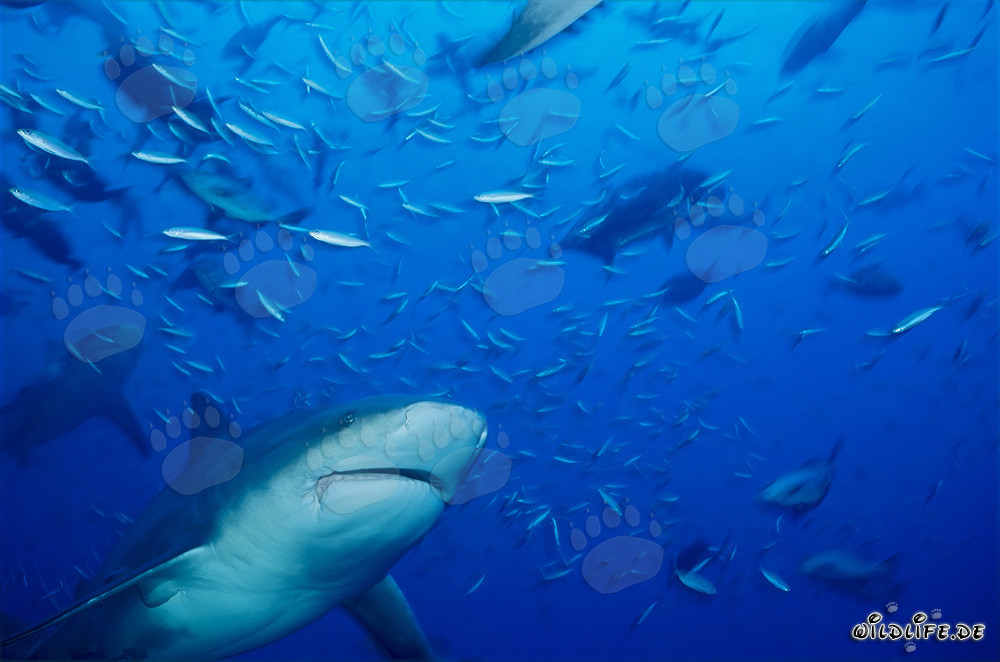 Requin taureau entouré de poissons de récif