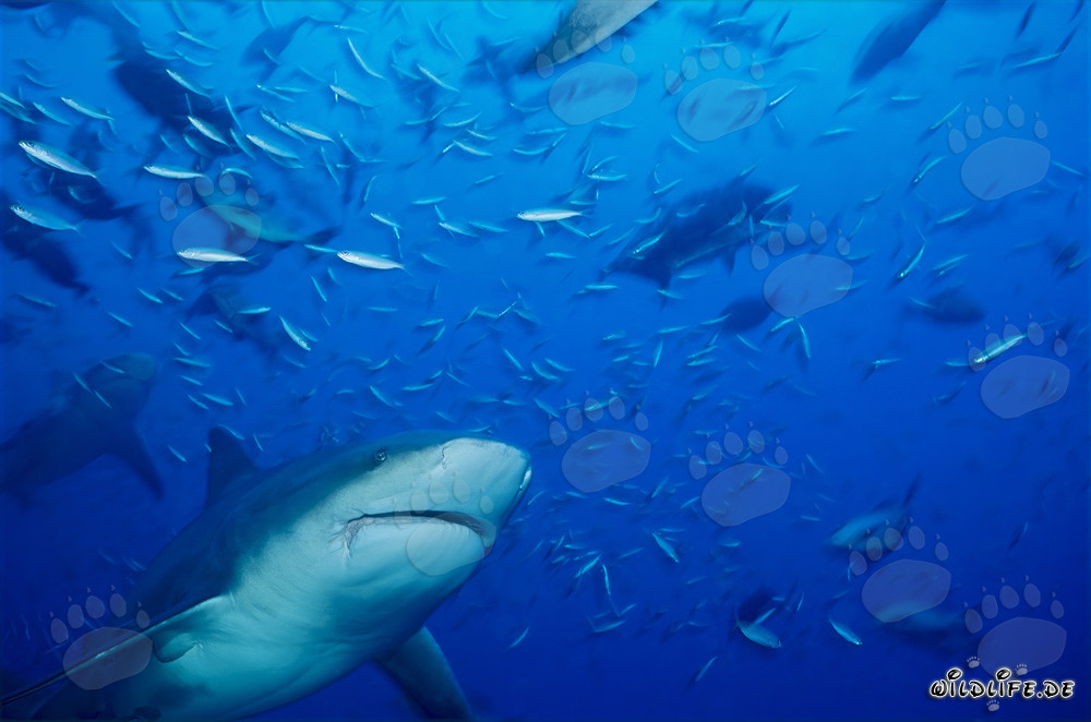 Squalo toro circondato da pesci di barriera corallina