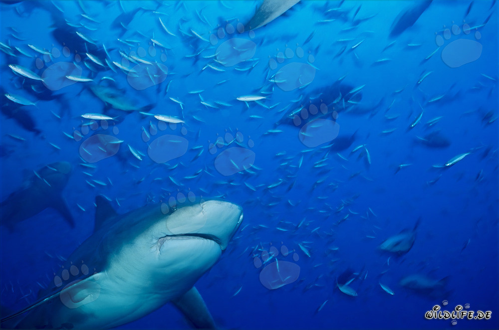 Tiburón toro rodeado de peces de arrecife