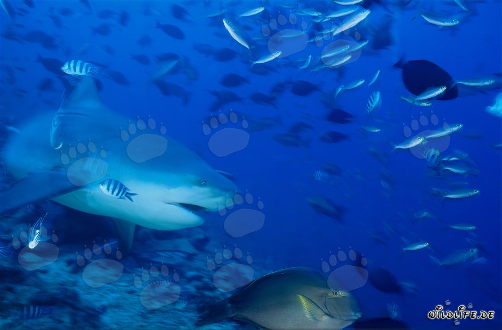 Bull shark above the reef floor