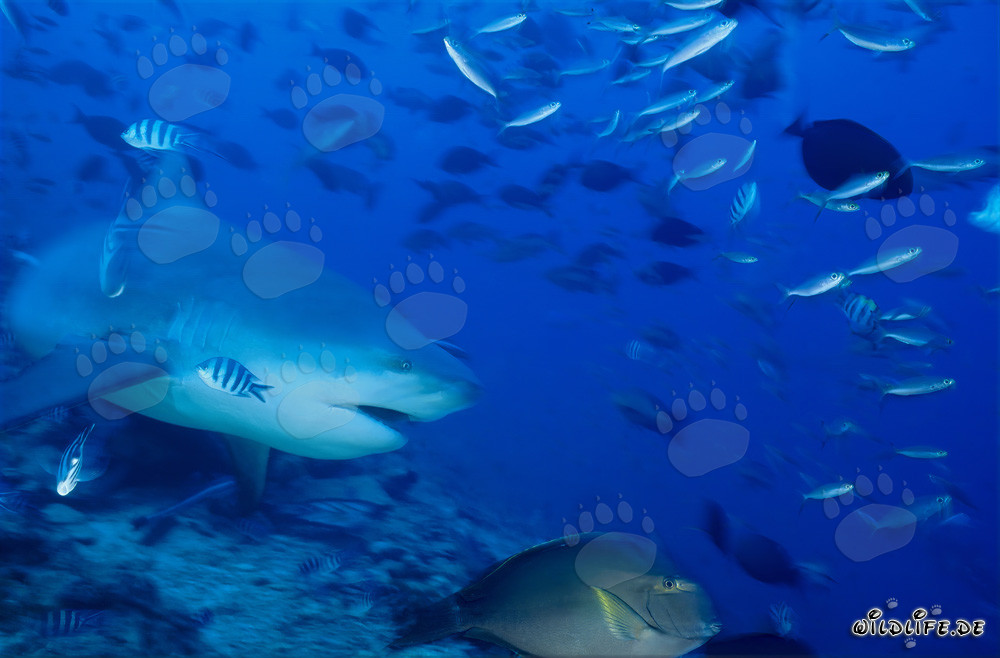 Requin taureau au-dessus du fond du récif