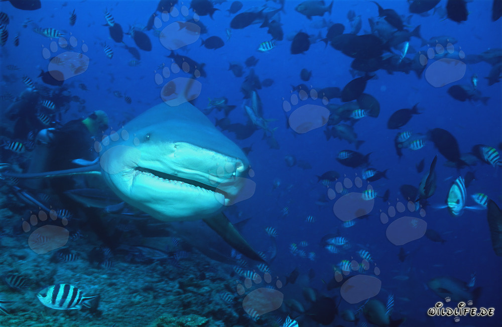 Requin-bouledogue imposant en regard frontal