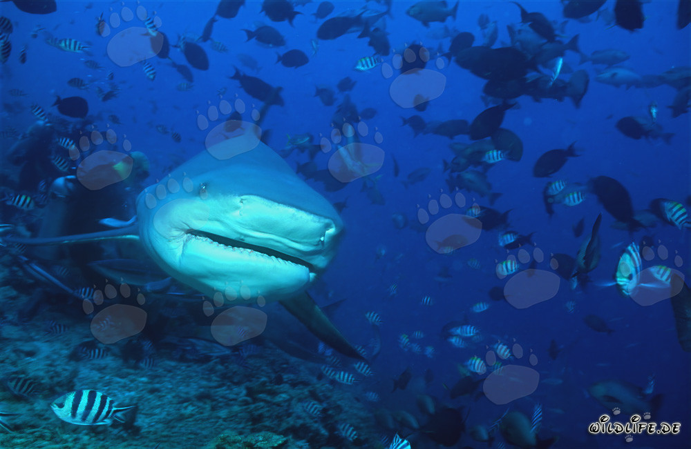 Impresionante tiburón toro en vista frontal