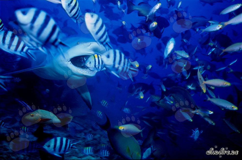 Bull shark with open mouth in Beqa Lagoon, Fiji