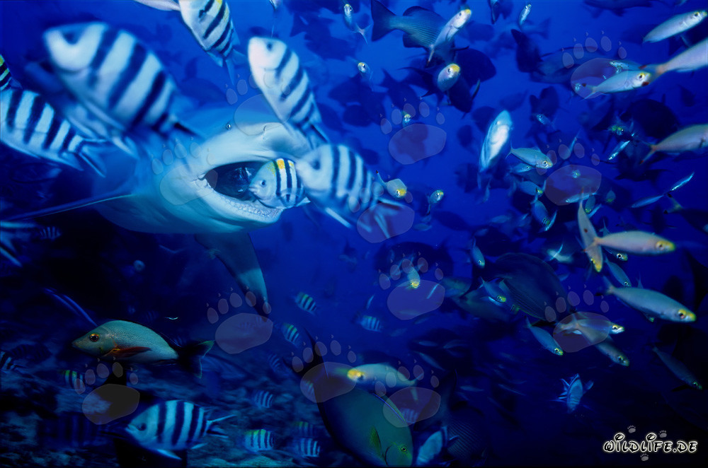 Bullenhai mit geöffnetem Maul in Beqa Lagoon, Fiji