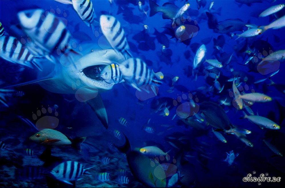 Squalo toro con la bocca aperta a Beqa Lagoon, Figi
