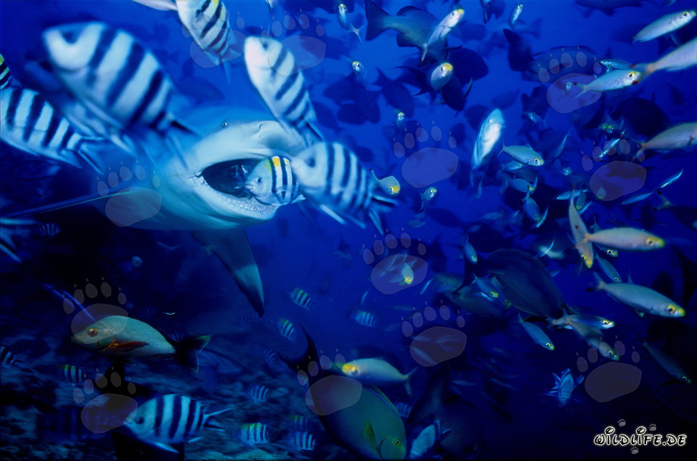 Tiburón toro con la boca abierta en Beqa Lagoon, Fiji