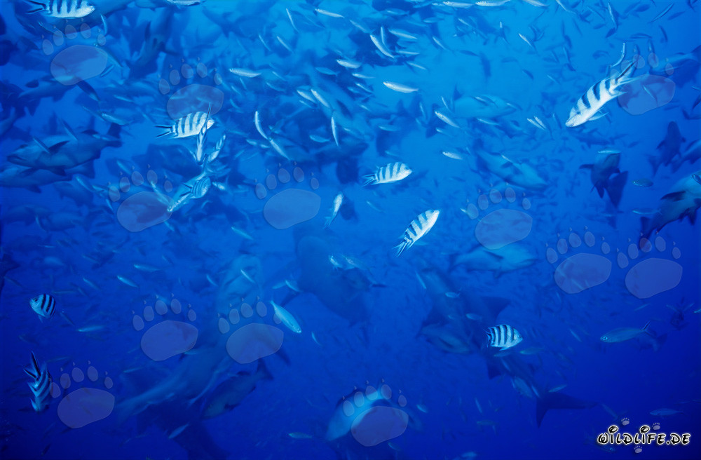 Reef fish and bull sharks off the coast of Beqa Lagoon, Fiji