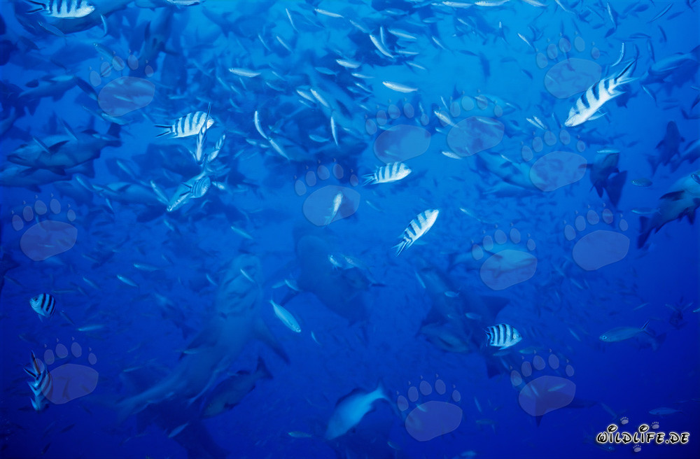 Rifffische und Bullenhaie vor der Küste von Beqa Lagoon, Fiji